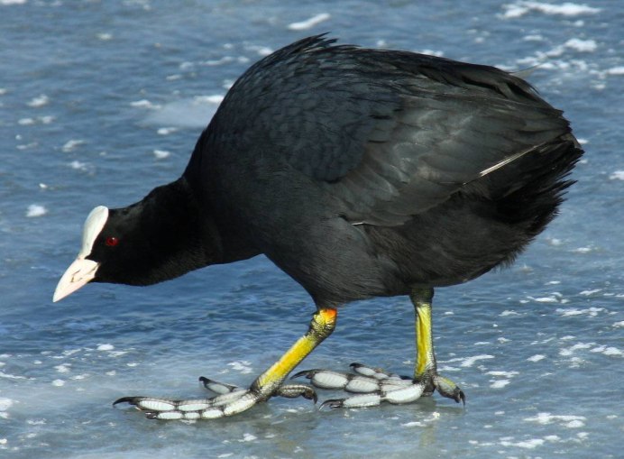 Камышница Gallinula chloropus
