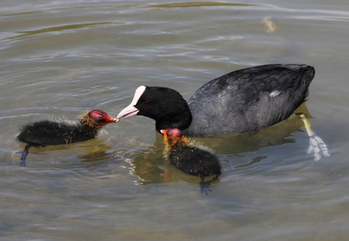 Гагара лысуха