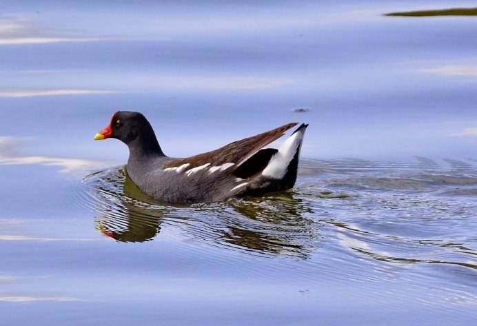 Лысуха (Fulica atra)
