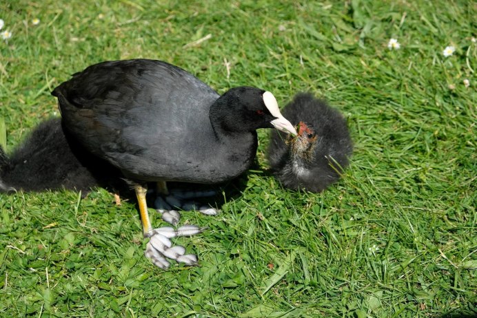 Болотная утка камышница