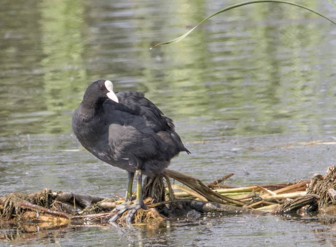Камышница птица пастушковые