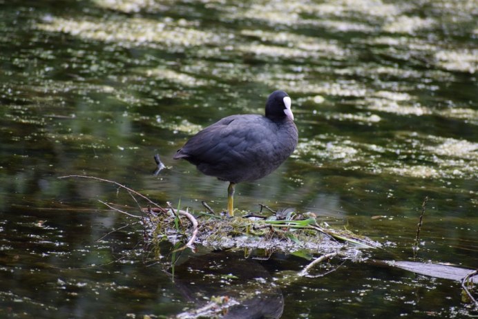 Болотная Курочка камышница