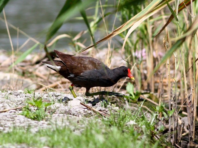 Лысуха жопоножка