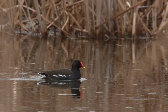 Лысуха птица птенец