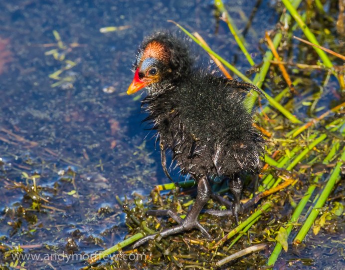 Лысуха хохлатая