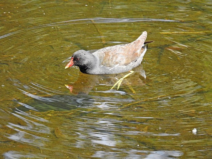 Болотная петух камышница