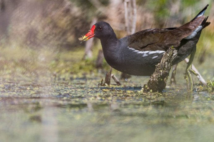 Камышница лысуха птица