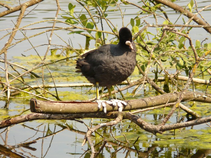 Болотная курица лысуха