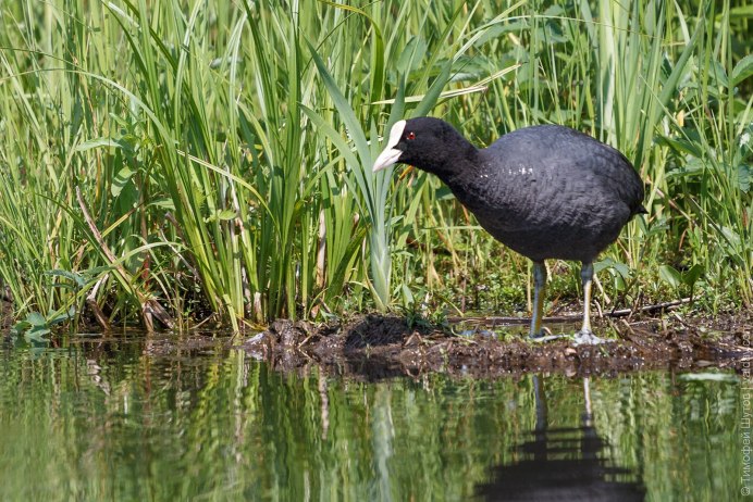 Болотная курица камышница