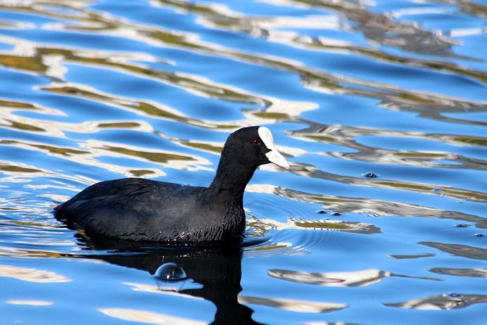 Камышница Gallinula chloropus