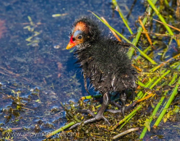 Лысуха хохлатая