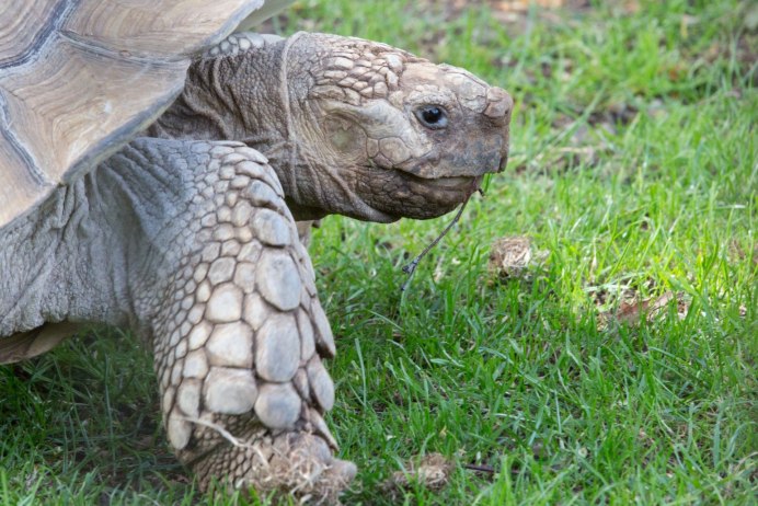 Колючая черепаха Heosemys spinosa