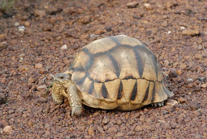 Gopherus flavomarginatus