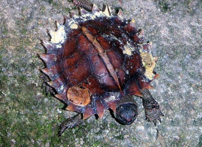 Cuora mouhotii