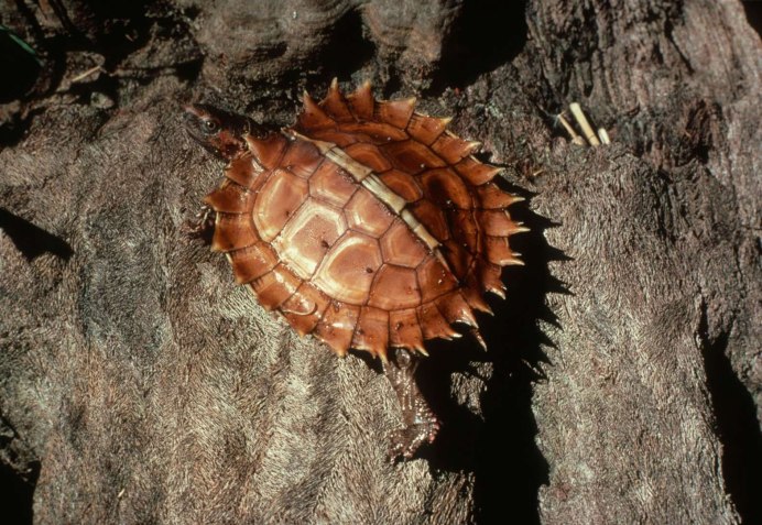 Graptemys oculifera