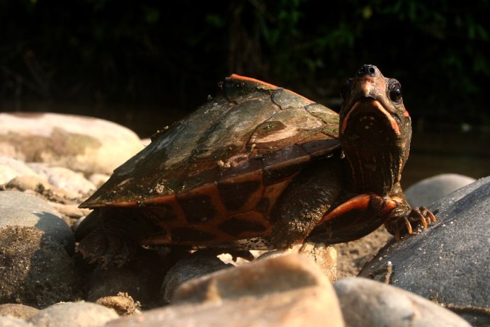 Schildkröte произношение