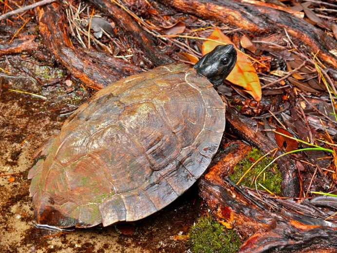 Spiny Softshell Turtle