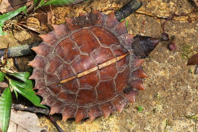 Колючая черепаха Heosemys spinosa