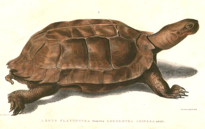 Acanthochelys pallidipectoris