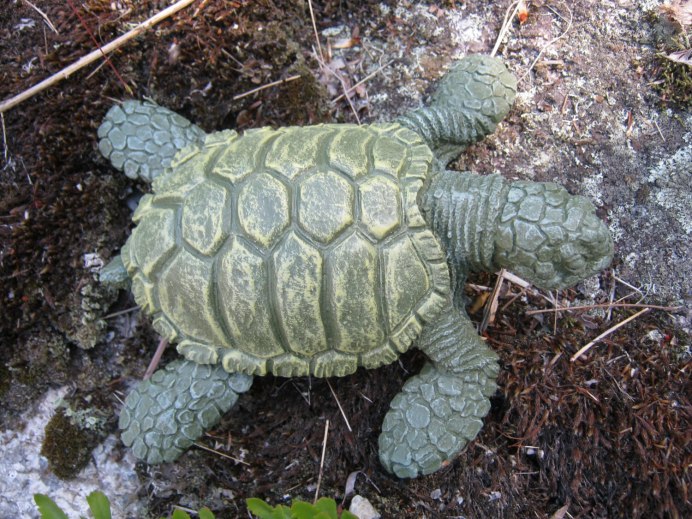 Turtle Palm