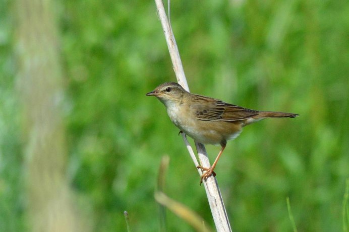 Locustella certhiola