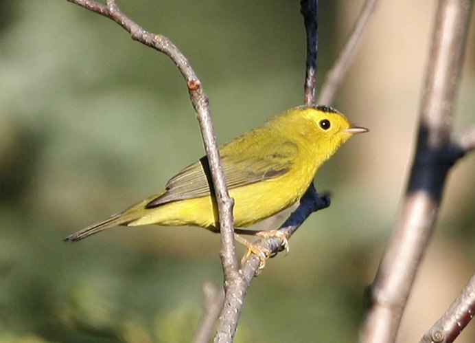 Locustella certhiola