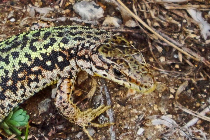 Agama sanguinolenta – Степная агама