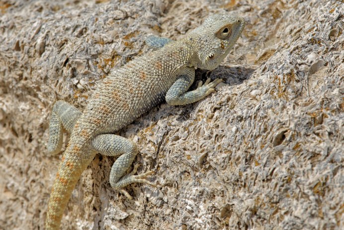 Trapelus savignyi