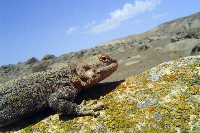 Кавказская агама