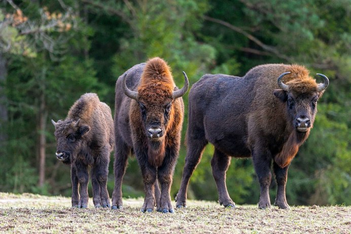 ЗУБР Bison bonasus
