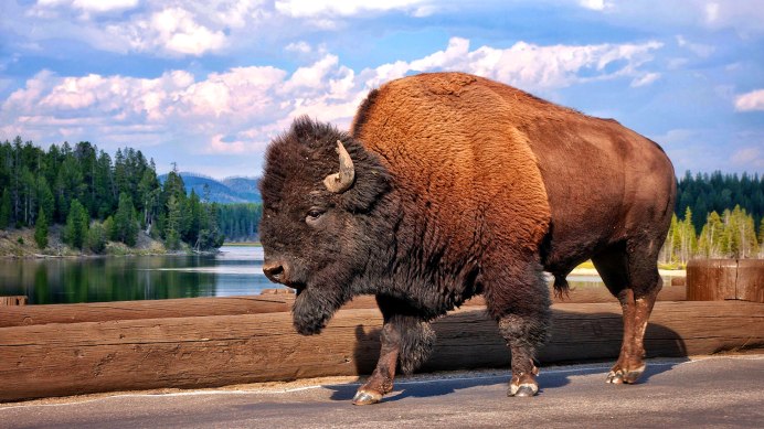 ЗУБР Bison bonasus