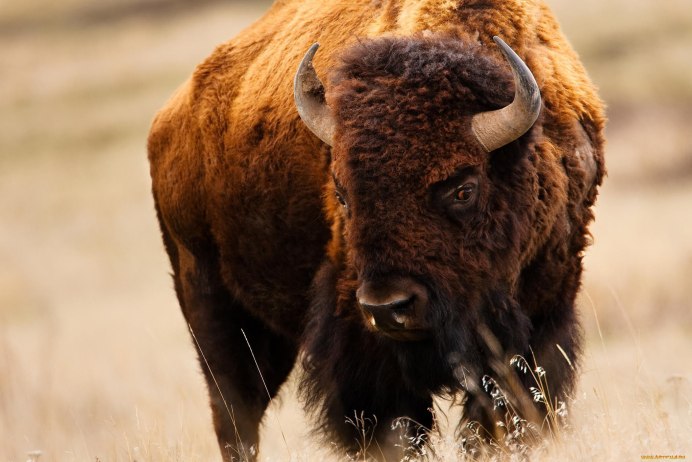 ЗУБР Bison bonasus