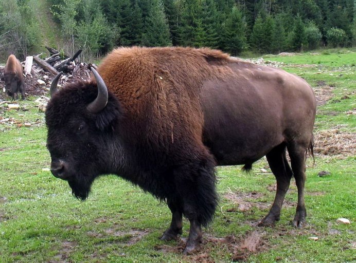 ЗУБР Bison bonasus l