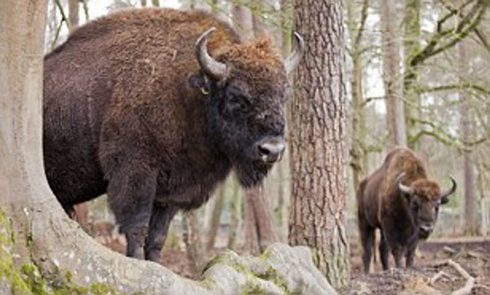 ЗУБР Bison bonasus
