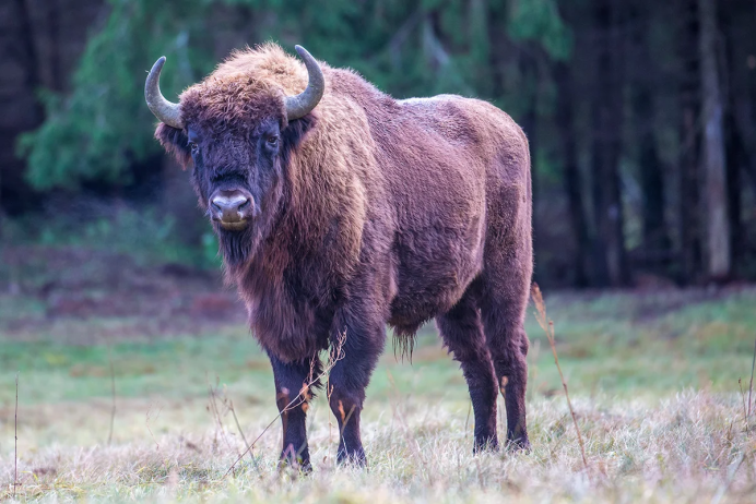 ЗУБР Bison bonasus