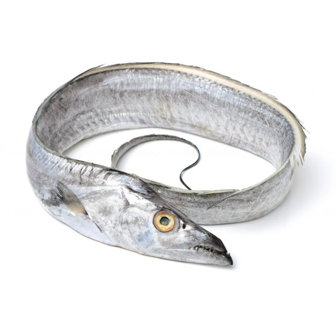 Hairtail рыба
