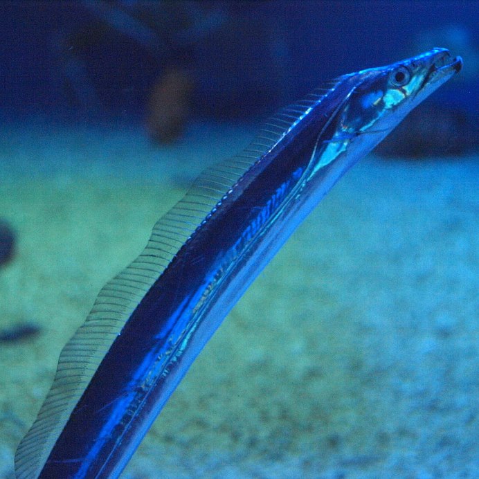 Крючки Gamakatsu Hook LS-1810b