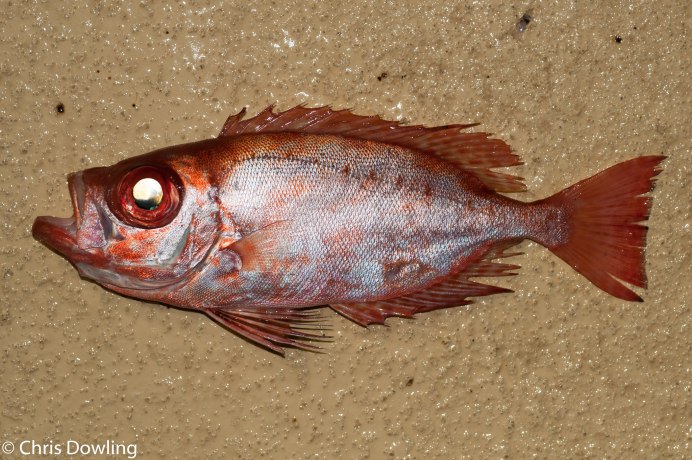 Chimaera monstrosa Linnaeus