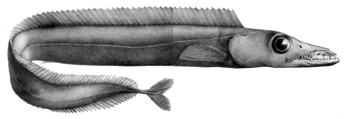 Chimaera monstrosa Linnaeus
