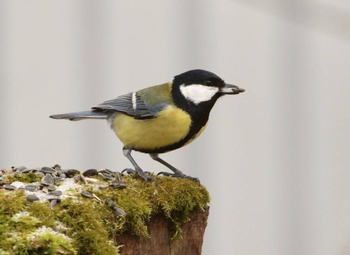 Parus Major синица большая самка