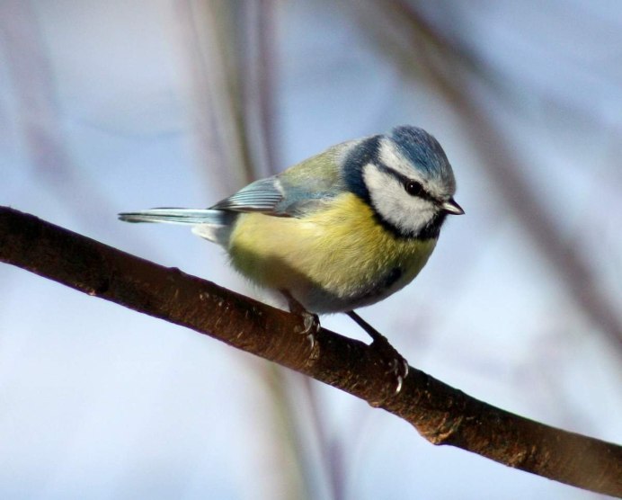 Синица Parus Major