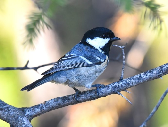 Синица Московка (Parus ater)