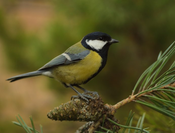 Большая синица Parus Major
