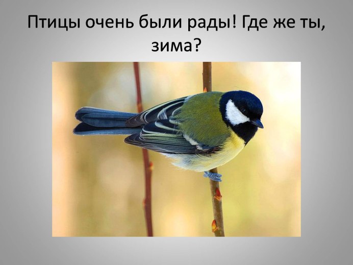 Синица синего цвета