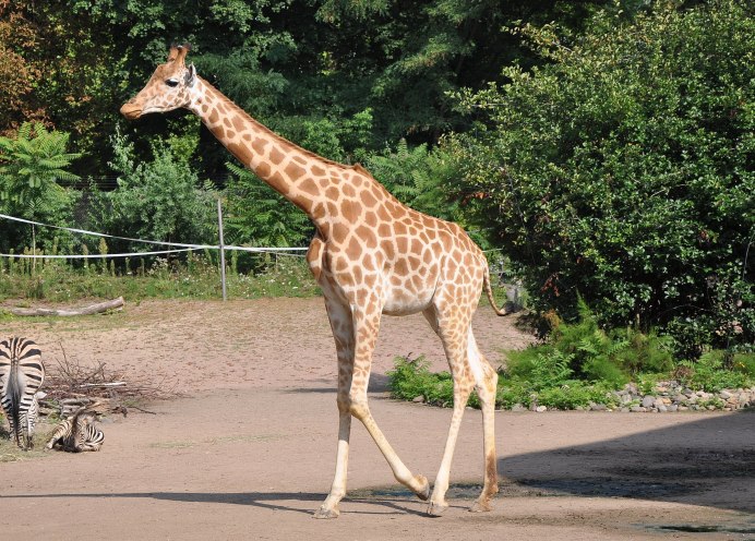 The Giraffe is on the Table