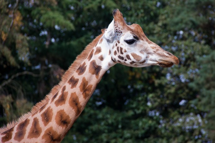 Hummer Giraffe Neurology