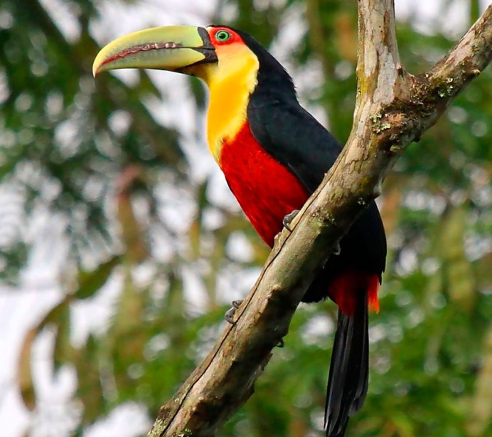 Канарский черный Кулик сорока