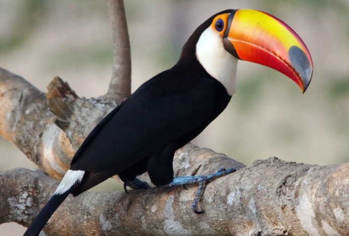 Желтогорлый Тукан