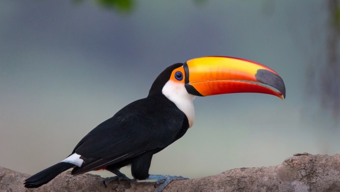 Морская черная птица с желтым клювом