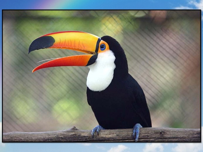 Чёрная птица с большим клювом